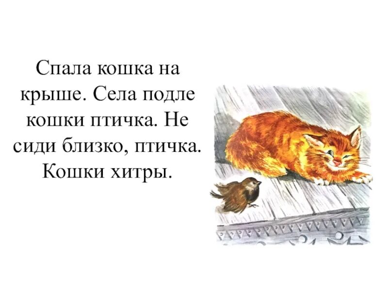 Толстой кошка на крыше