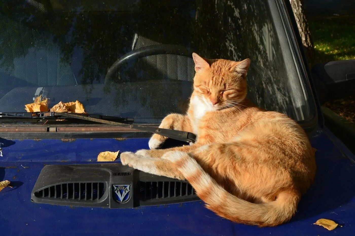 Кот едет. Котик в машине. рыжий кот в машине. кот на капоте машины. кошачий автомобиль.