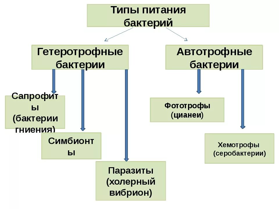 Автотрофный тип питания характерен