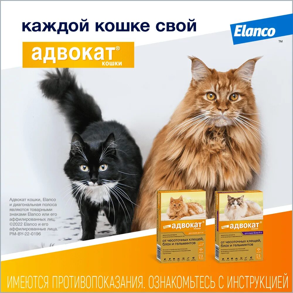 Bayer адвокат для кошек 4-8 кг (1 пипетка, 0,8 мл.). Адвокат для кошек. Адвокат до 4 для кошек. Адвокат Байер для кошек. Адвокат для кошек отзывы