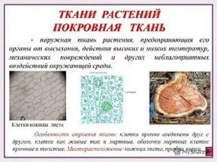 Основные ткани растительной клетки