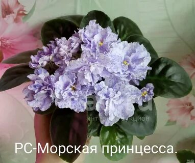 Фиалка морская принцесса