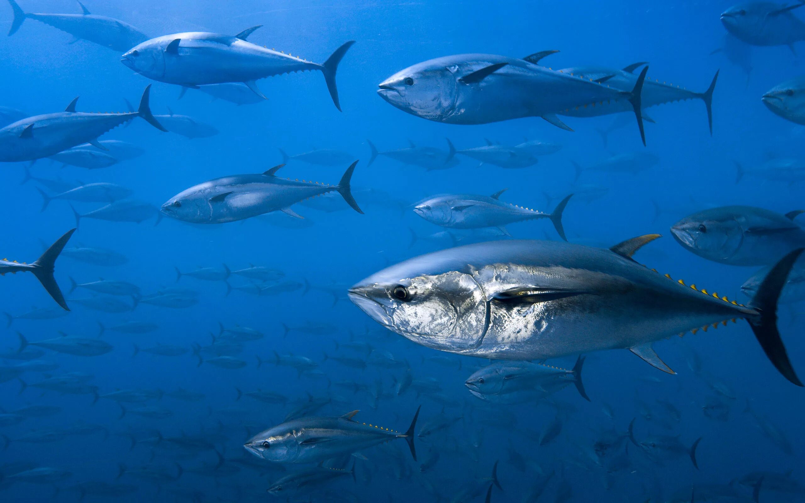 Тунец в воде. Тунец bluefin. атлантический голубой тунец. тихоокеанский тунец. тихоокеанский голубой тунец.