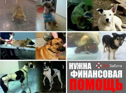 Зоозабота