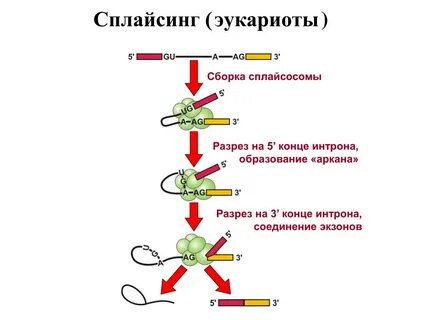 Aged сборка