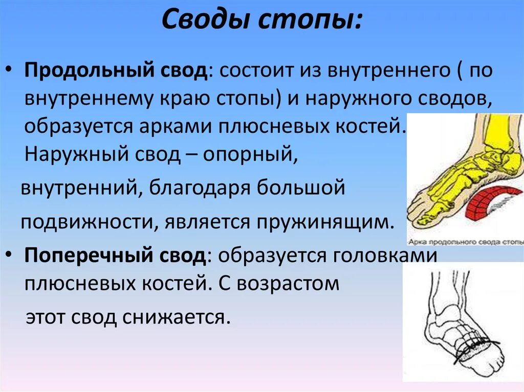 Продольный и поперечный свод стопы. Мышцы укрепляющие своды стопы. Продольный свод стопы анатомия. Мышцы свода стопы анатомия. Что значит свод