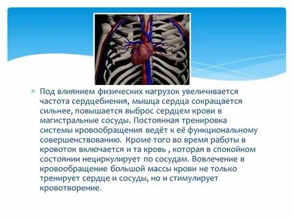 Влияние физической культуры на сердечно сосудистую систему