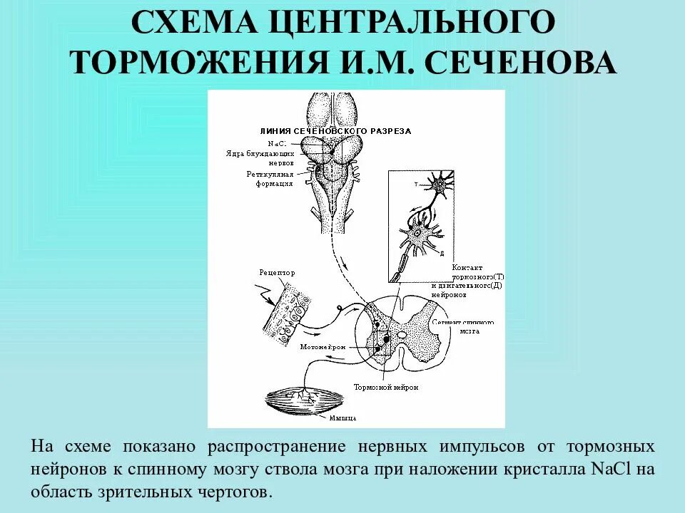 Центральное торможение Сеченова механизм. «Центральное торможение (опыт и.м. Сеченова). Схема центрального торможения. Торможение физиология схема.