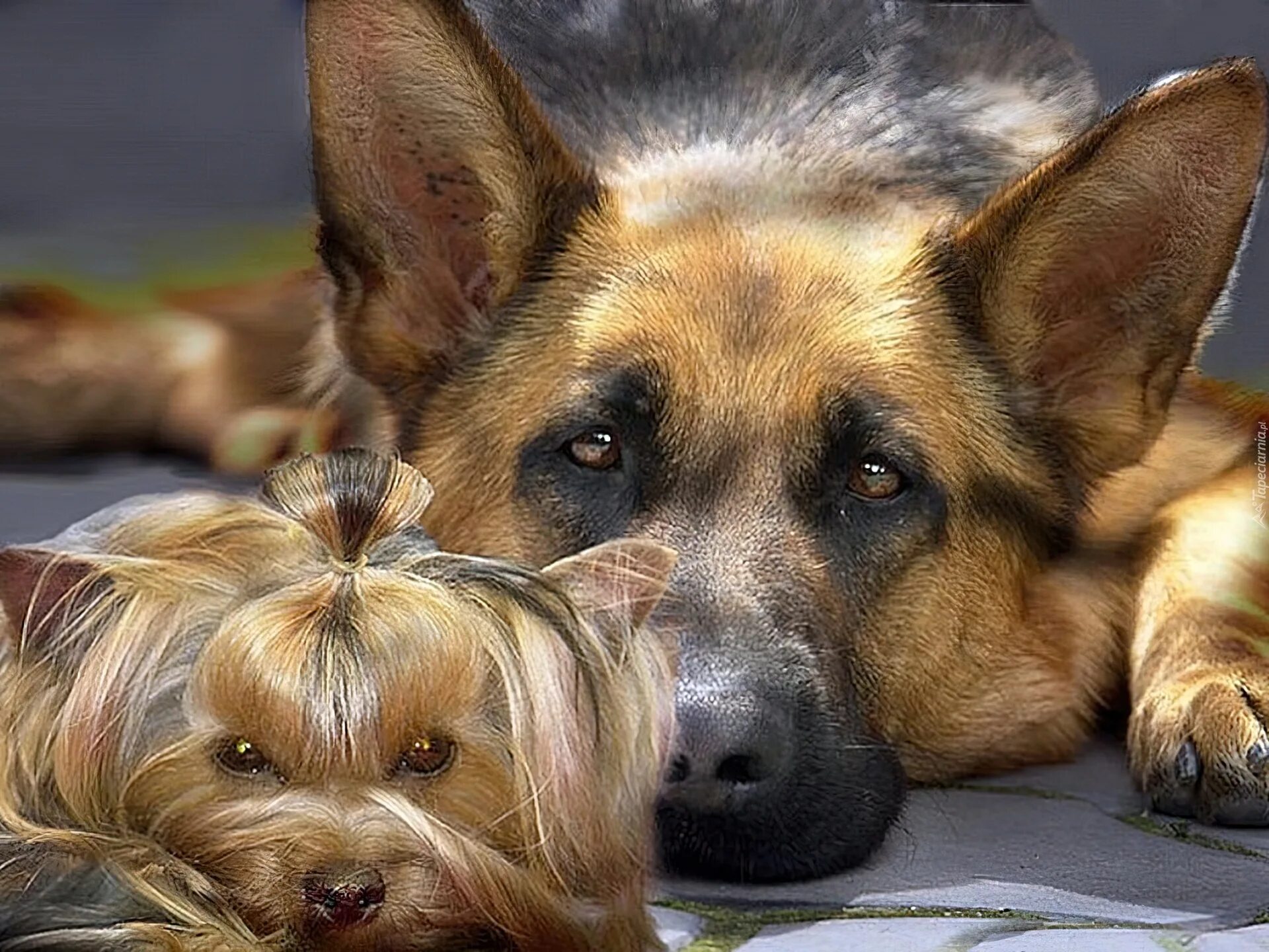 Других разных собак. Много собак. Несколько собак. Других разных собак. Много щенков.