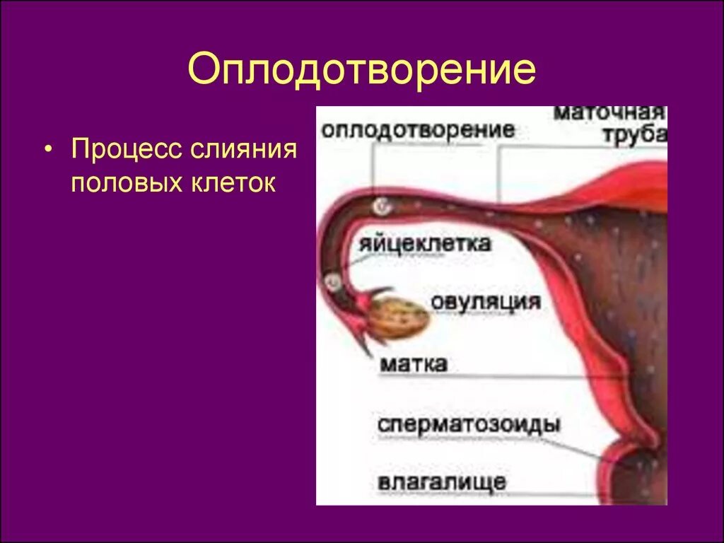 Оплодотворение. Процесс оплодотворения происходит в. Цикл оплодотворения. Яйцеклетка в маточной трубе.