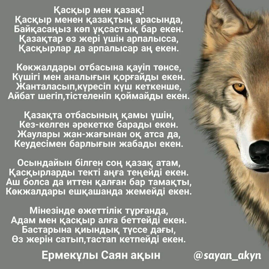 Большой волк. Казакша создер адеми. Одинокий волк. Одинокие волки. Серый волк тюрк.