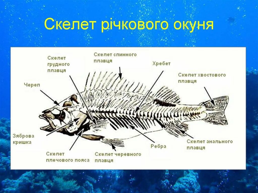 Скелет рыбы схема внешнее. Осевой скелет костистой рыбы. Строение скелета костистых рыб. Скелет рыбы. Лабораторная работа скелет рыбы.