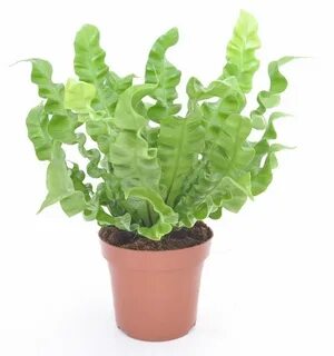 Plant wave