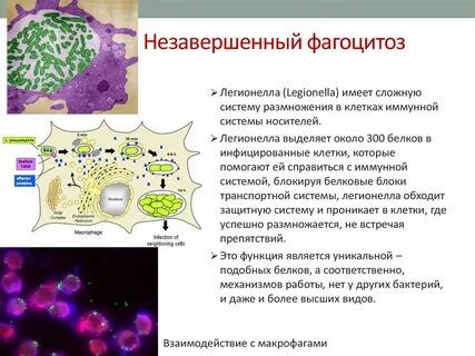 Клетки способные к фагоцитозу