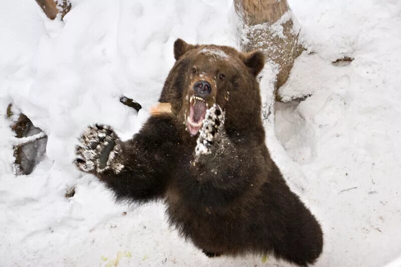 Медведь шатун зимой. Медведь шатун злой. Бурый медведь амурская область. Медведь шатун зимой. Бурый медведь таганай.