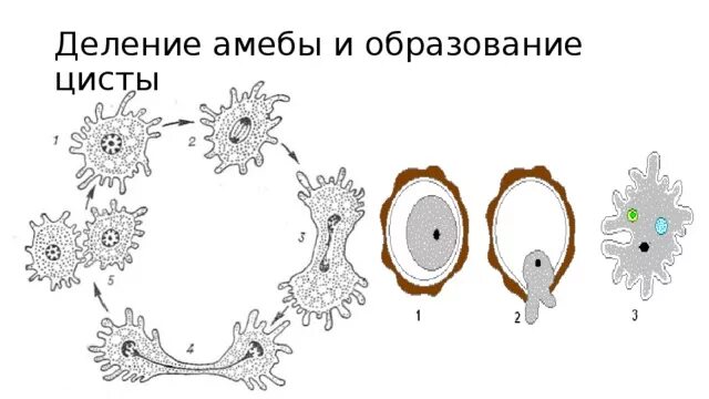 При наступлении неблагоприятных условий амеба. Деление амебы и образование цисты. Жизненный цикл амебы обыкновенной. Циста амебы. Амёба обыкновенная циста.