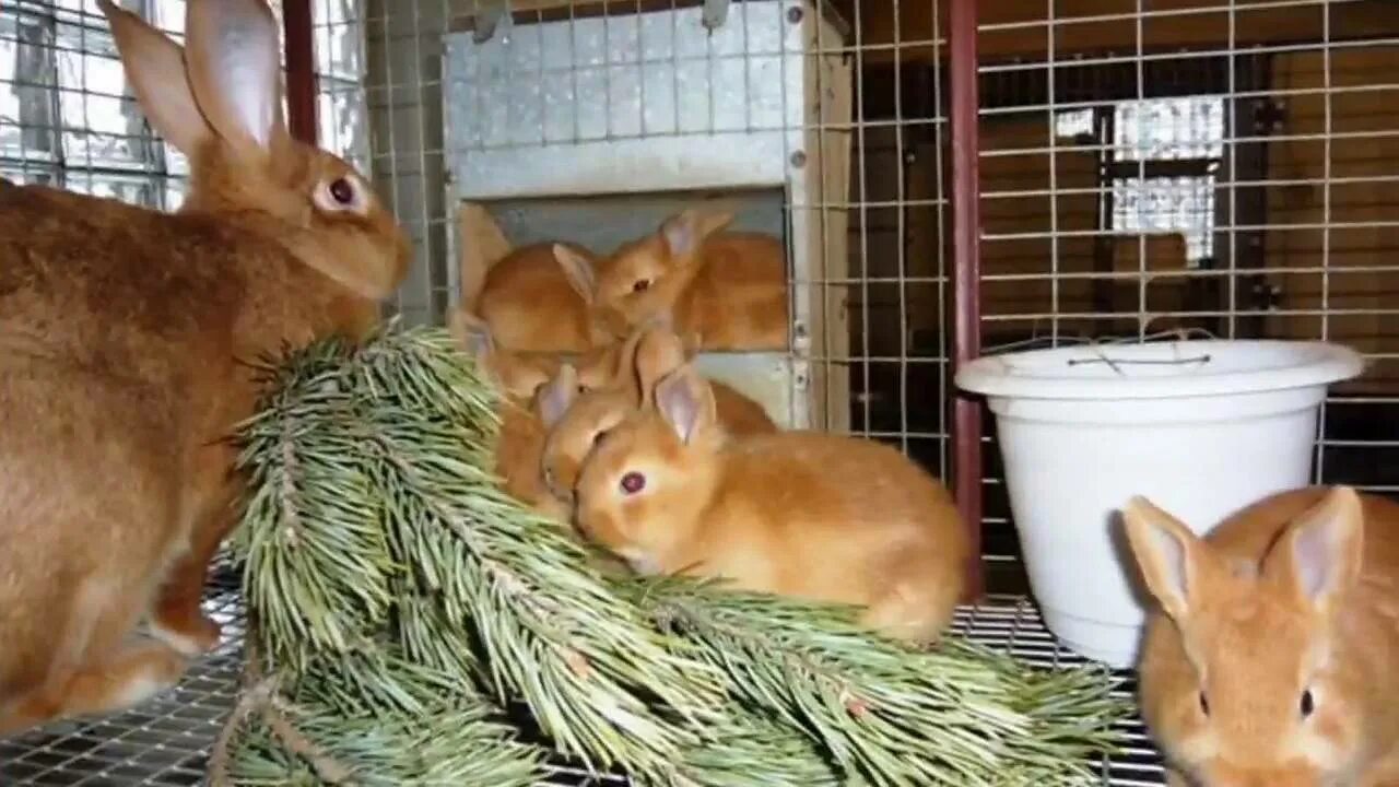 Можно давать кроликам деревья. Кормление кроликов. Кормовой кролик. Еда для кроликов декоративных. Хвоя для кролика.