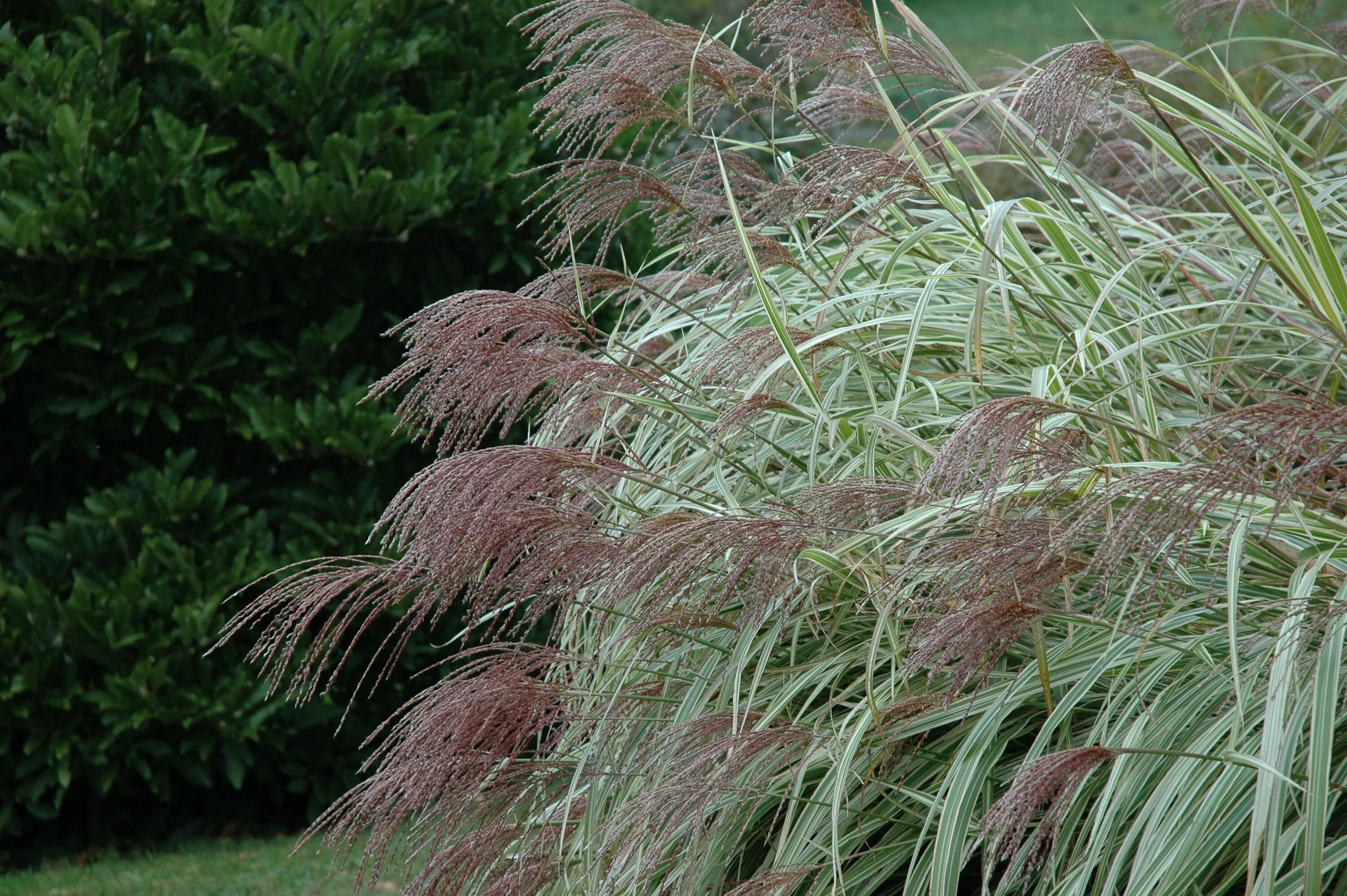 Мискантус кляйн зильбешпине. Мискантус китайский gracillimus. Мискантус китайский miscanthus sinensis 'gracillimus'. Мискантус вариегата. Мискантус кляйн сильберспайнн.