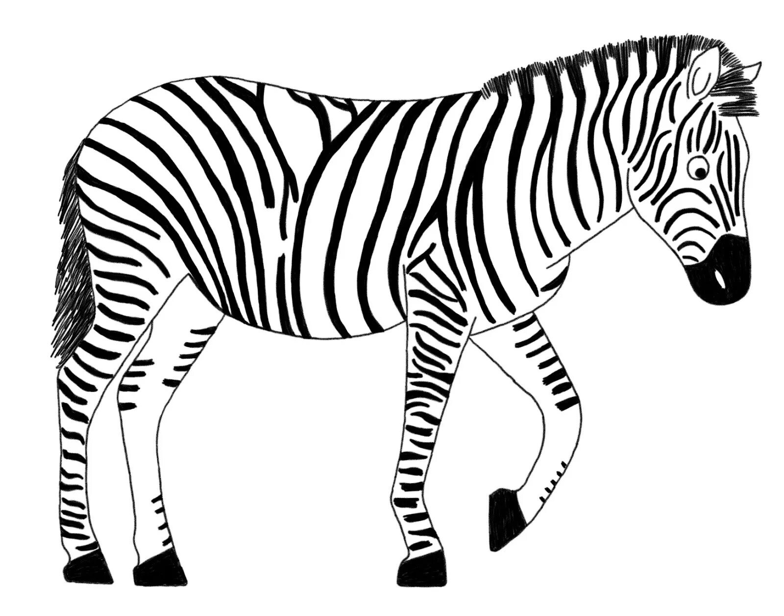 Zebra line