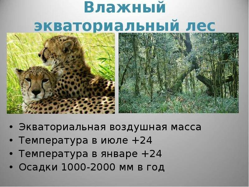 Гилея в африке. Эмблема влажных экваториальных лесов. Вечнозеленые тропические дождевые леса. Гилеи южной америки. Вечнозелёные тропические леса южной америки.