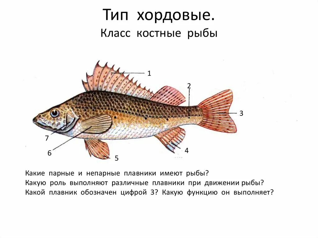 Число костных рыб. Хордовые рыбы биология 7 класс. тип хордовые костные рыбы. внешнее строение хордовых рыб. костные рыбы характеристика.