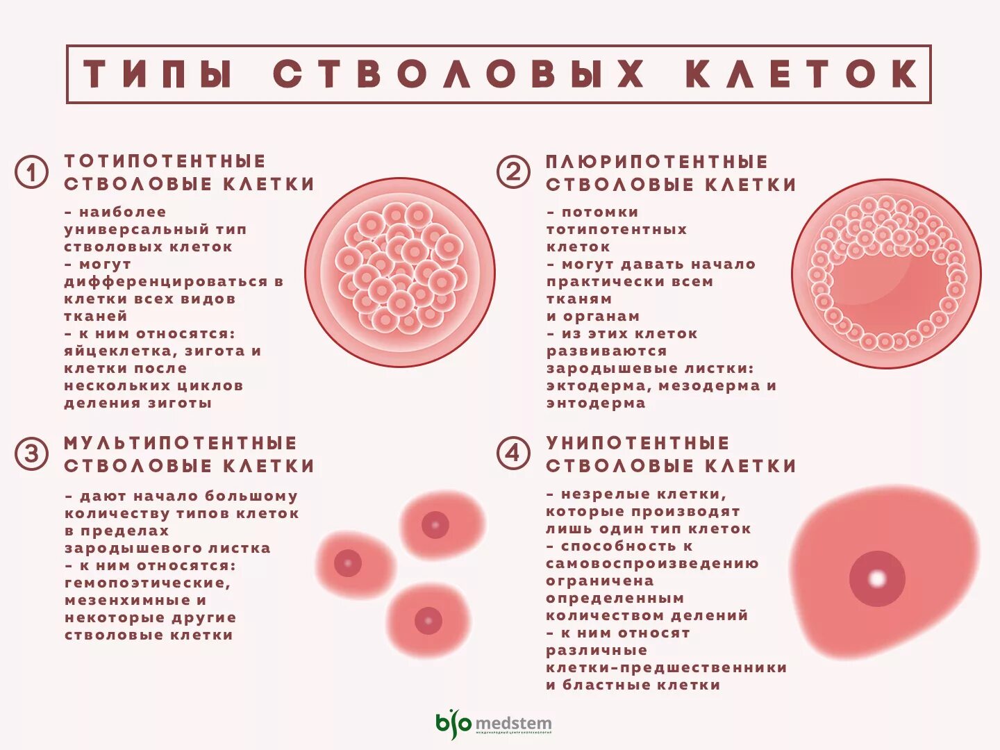 Сколько стволовых клеток. Виды стволовых клеток. Стволовые клетки типы. Титопотентные саоловые клетки. Стволовые клетки виды стволовых клеток.