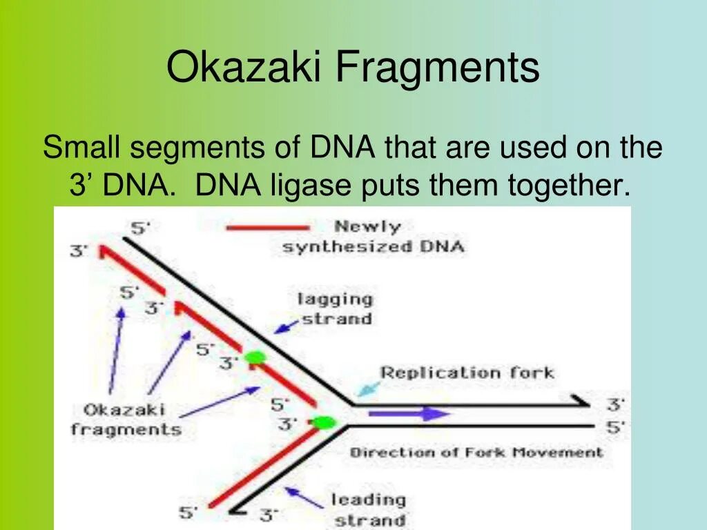Фрагмент ис это. Okazaki fragments. Фрагмент Оказаки ДНК. Okazaki fragments функция. Фрагмент Оказаки является.