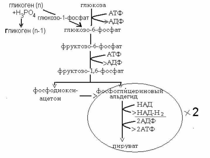 Анаэробное окисление атф. Аэробное окисление углеводов схема. Аэробный путь окисления Глюкозы реакции. Аэробный распад Глюкозы схема. Анаэробное окисление углеводов схема.