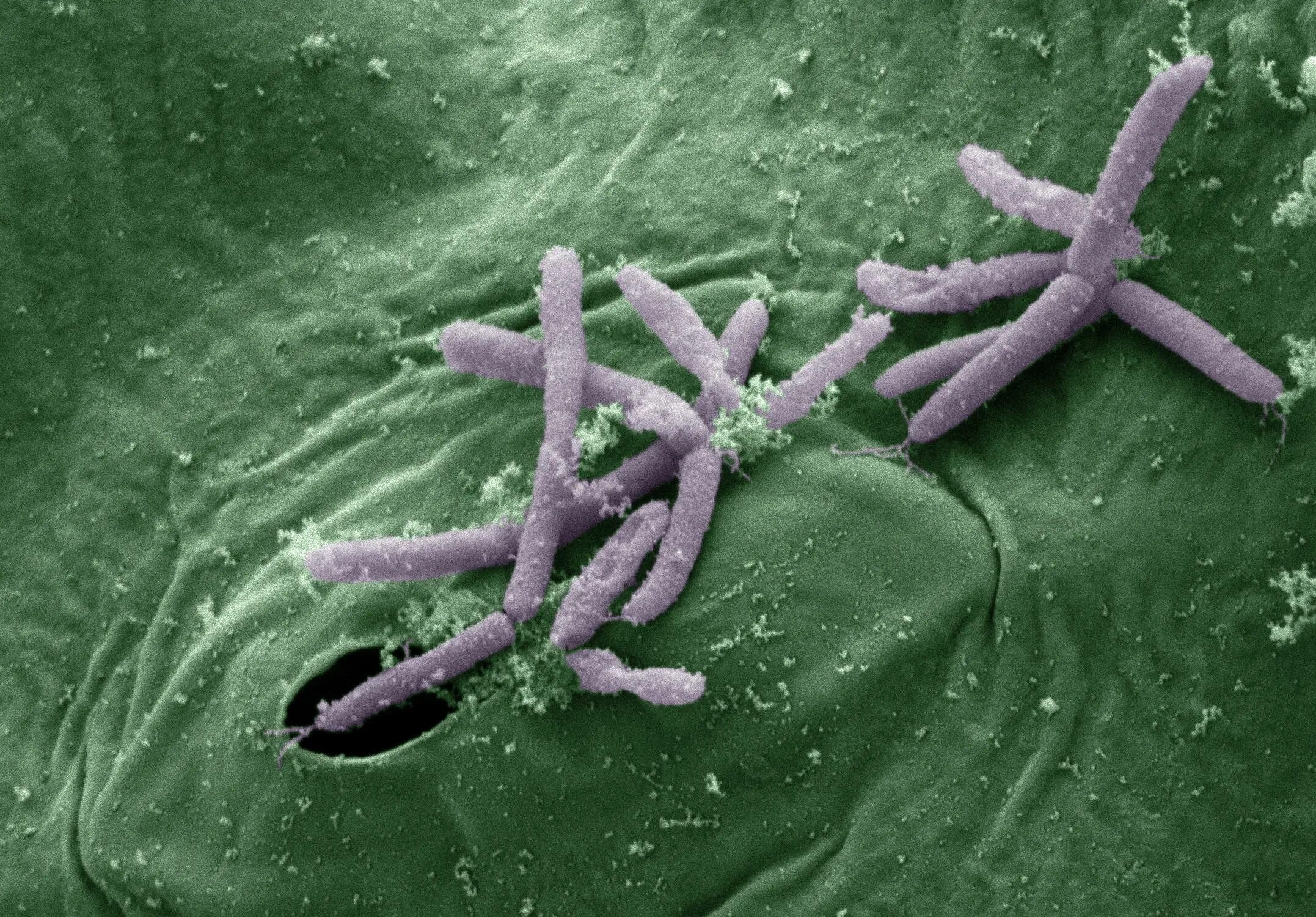 Какие бактерии в воде. Бактерии pseudomonas syringae. бактерии oceanospirillales. сиреневый псевдомонас. pseudomonas halocrenae.