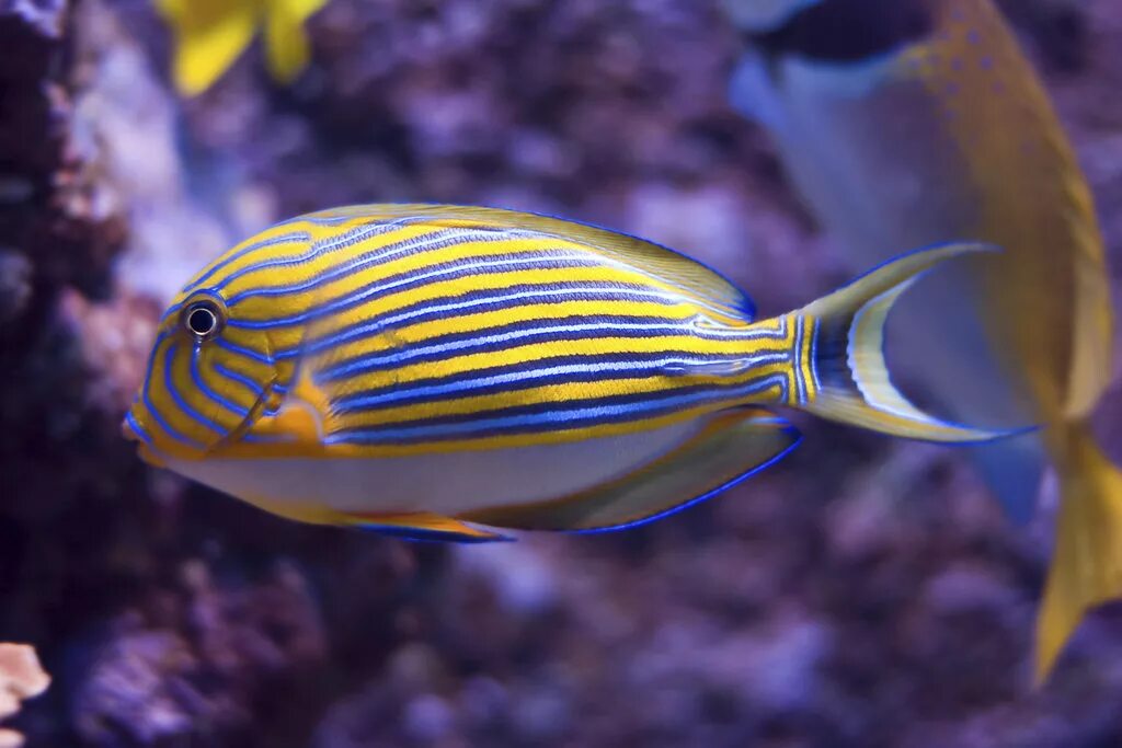 Acanthurus lineatus. Полосатые рыбки. Красивые тропические рыбы.