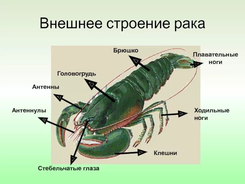 Какое строение имеет брюшко. Внешнее строение членистоногих схема. строение членистоногих 7 класс биология. внешнее строение членистоногих 7 класс биология. строение членистоногих ракообразные.