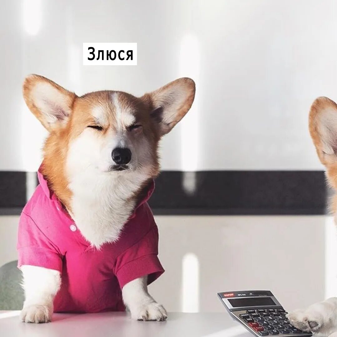 Собачка в офисе. Корм для собак. Собака начальник. Звери на работе. Собака на работе.