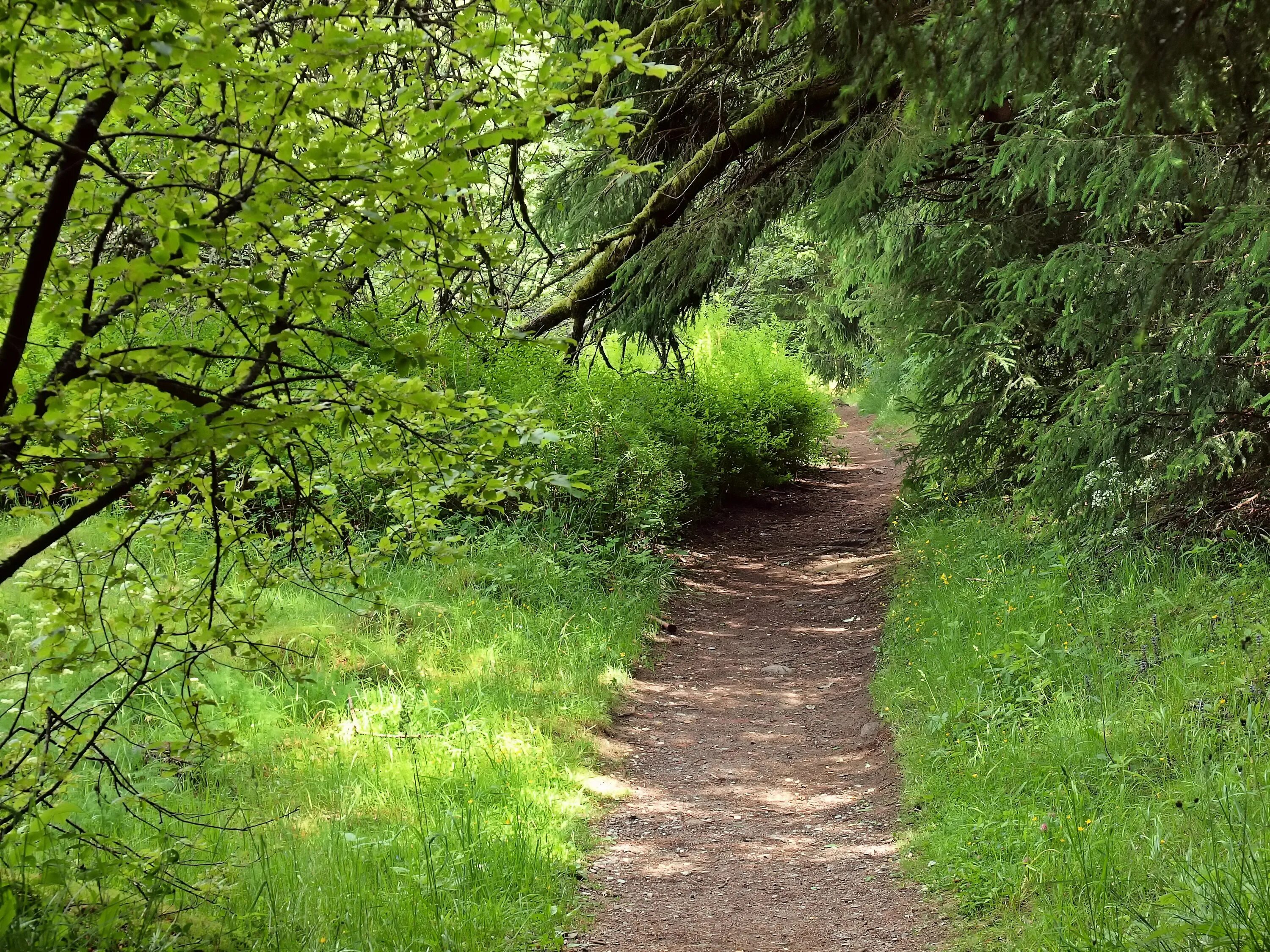 Z path