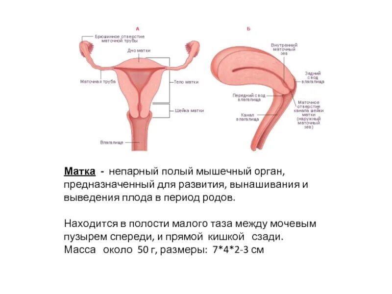 Какого размера матка у женщины в обычном