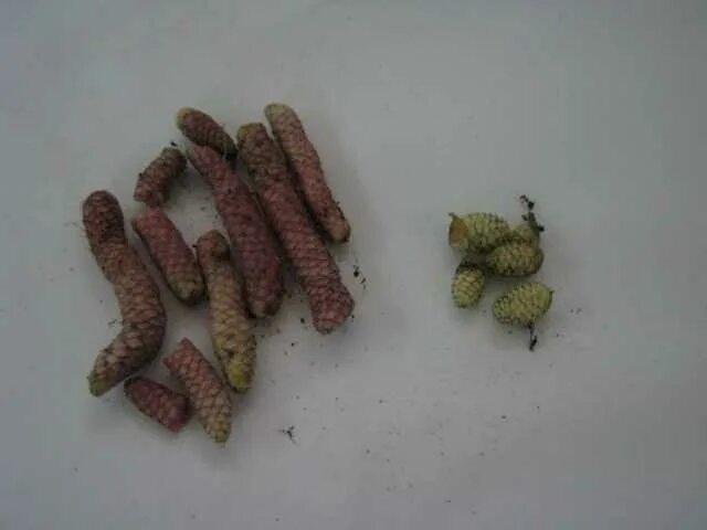 риза ахименес. ахименанты ризомы. ризома фото. ахименанты ризомы. ризомы ахименесов фото.