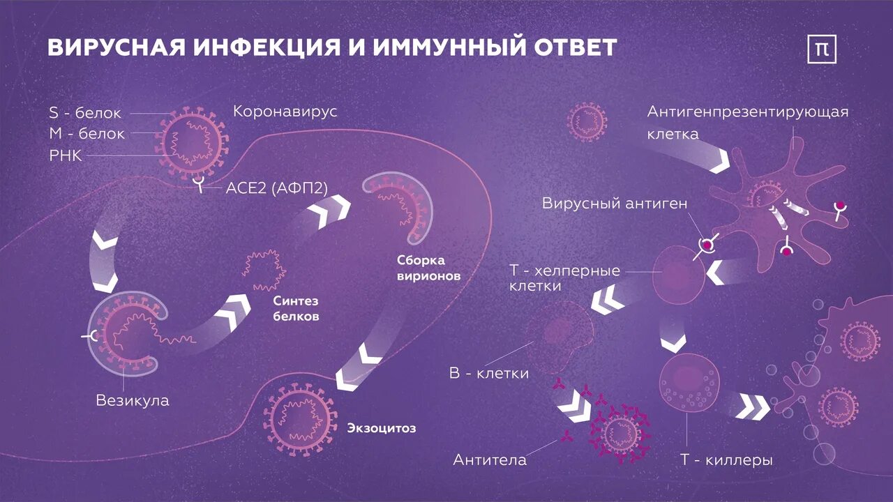 Клетки иммунной системы схема. Иммунный ответ при коронавирусе. Вирусные инфекции иммунной системы. Схема иммунного ответа при вирусной инфекции. Иммунный ответ при инфекциях