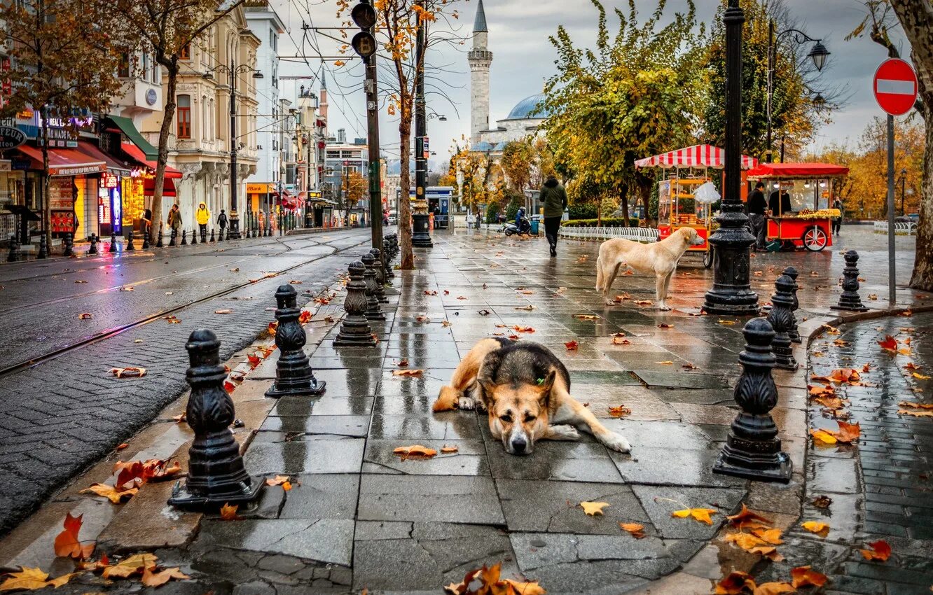 Собаки город александров. Осень в городе. Город собак. Осень в городе собака. Собака на улице.