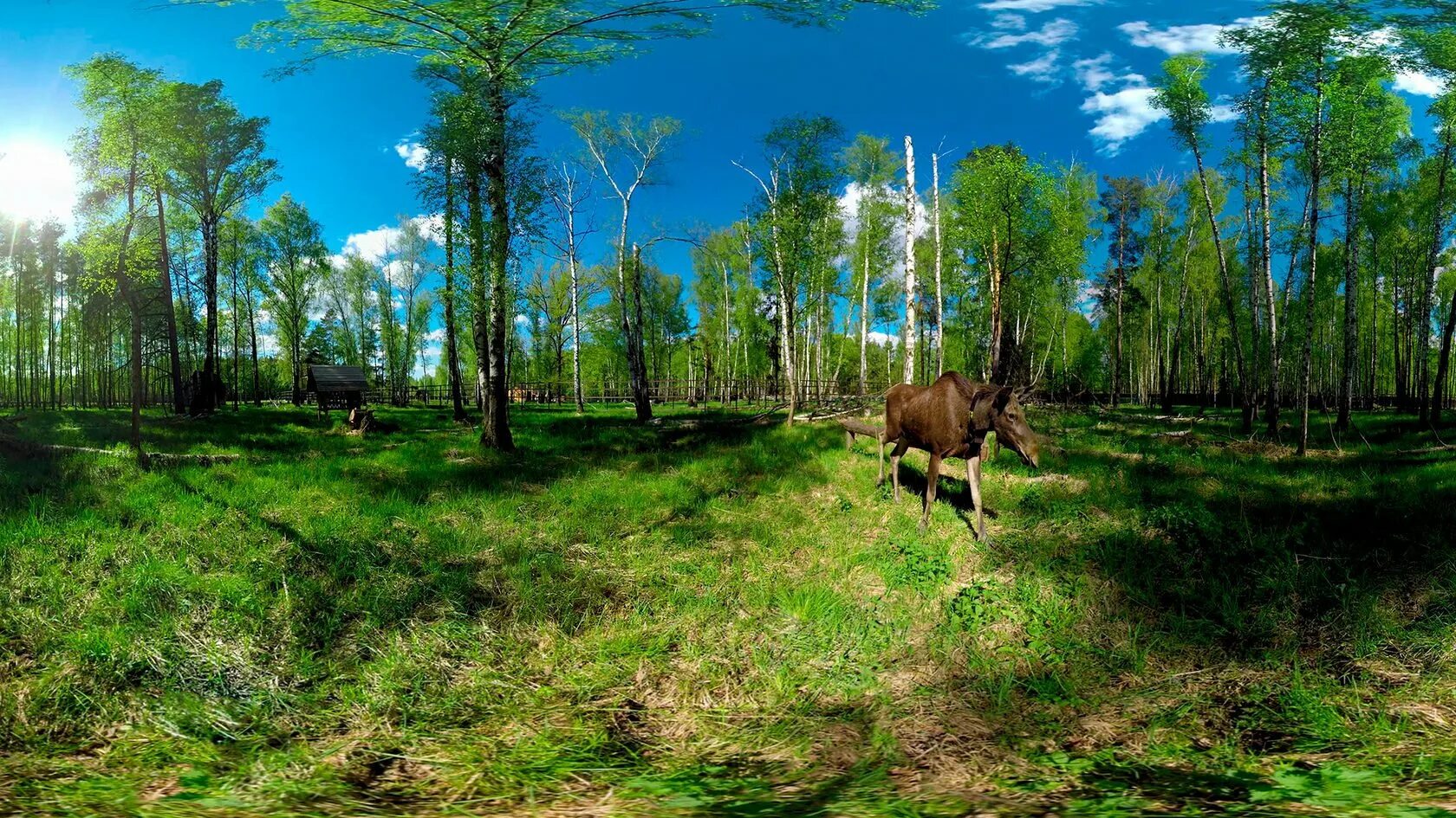 Лосиный остров лосиноостровский лесопарк. Лосиный остров биостанция лоси. Заповедник в москве лосиный остров. Лосиный остров национальный парк. Заповедник в москве лосиный остров.