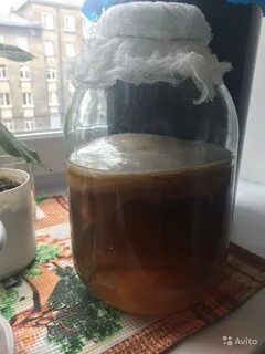 Чайный гриб пошагово