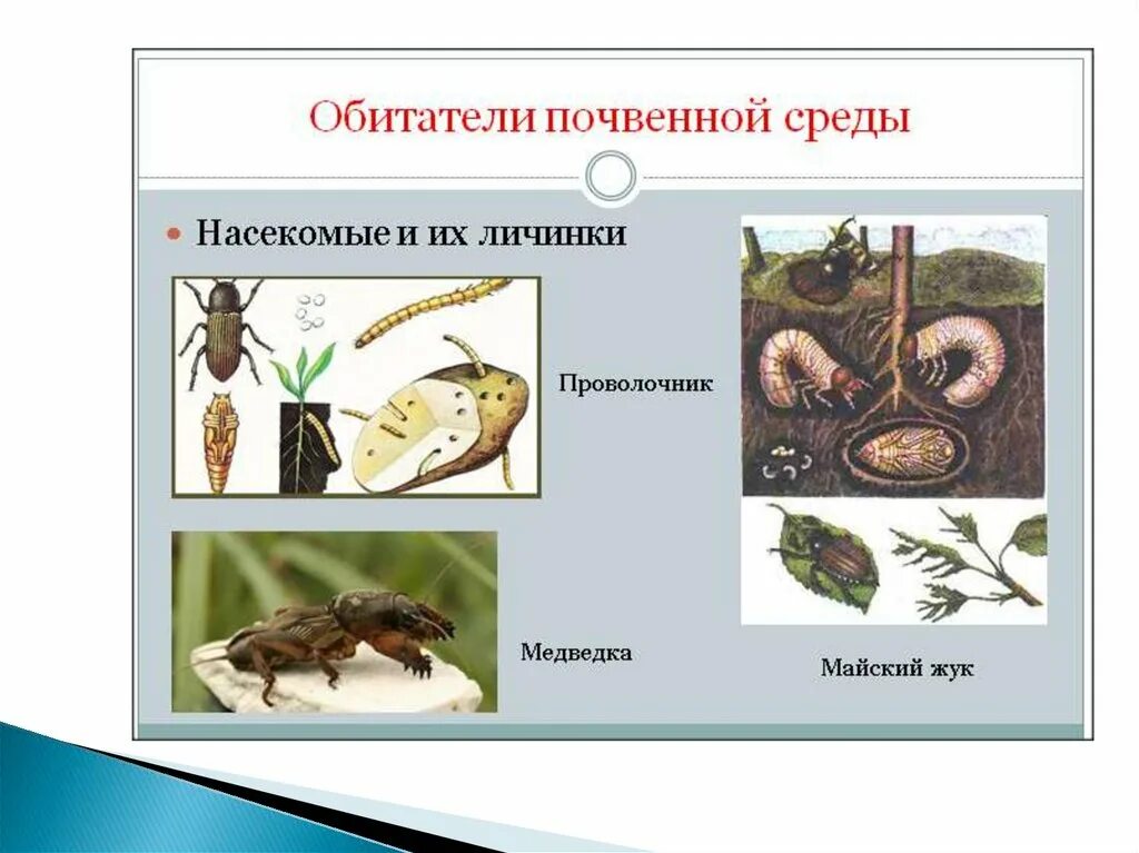 Как живые организмы обитают в почве кратко. Обитатели почвенной среды. почвенная среда обитания. в почвенной среде обитают. насекомые обитатели почвы.