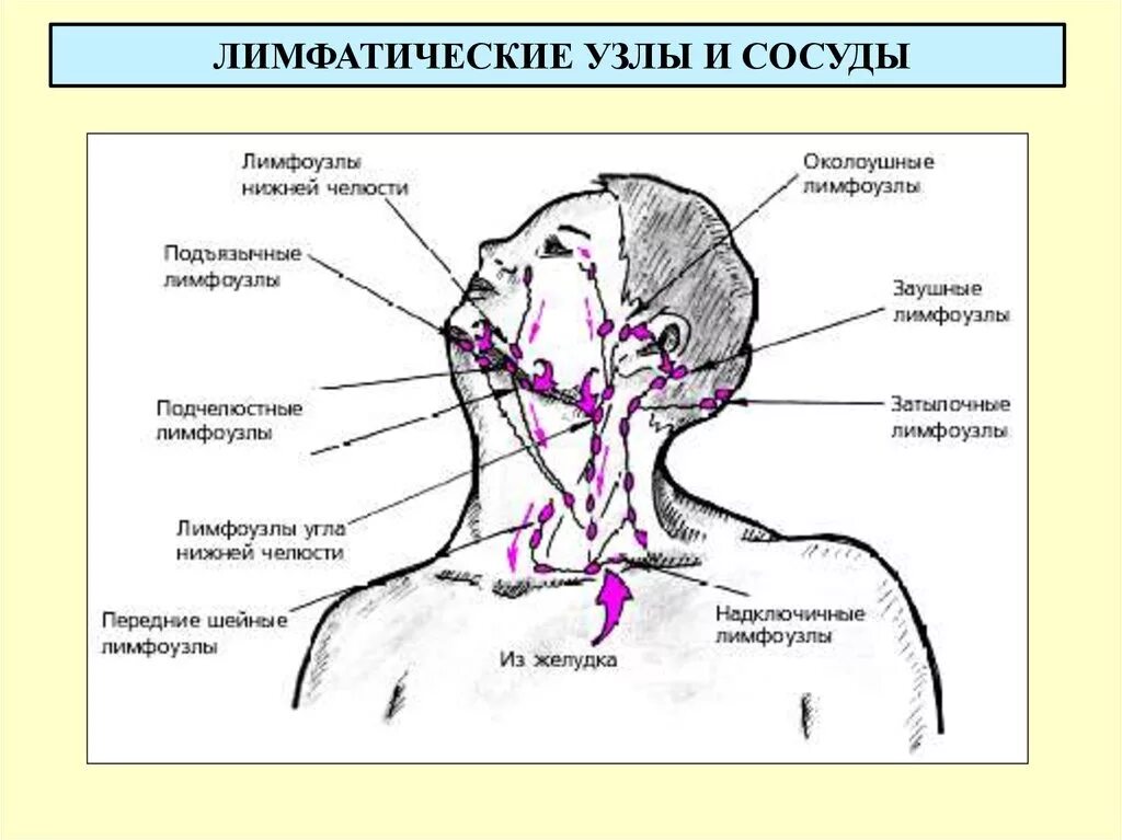 Сильно пульсирует шея