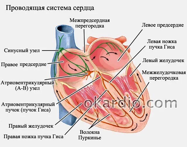 Предсердие болезни. Проводящая система сердца. Узлы сердца. Узлы сердца физиология. Схема проведения импульса в сердце.