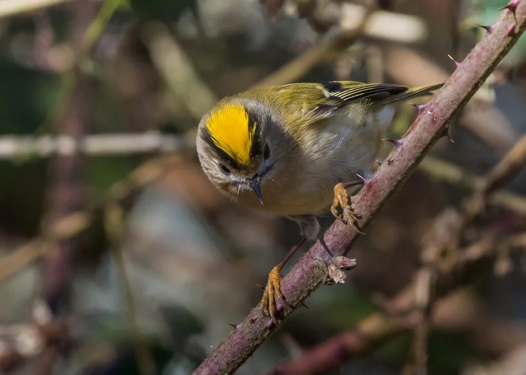 Королек 7. Гнездо желтоголового королька. Красноголовый королек. Золотой королек птичка. Королек 7.