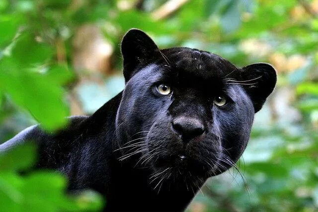 Fierce Animaux les plus mignons, Les chats sauvages, Panthère noire