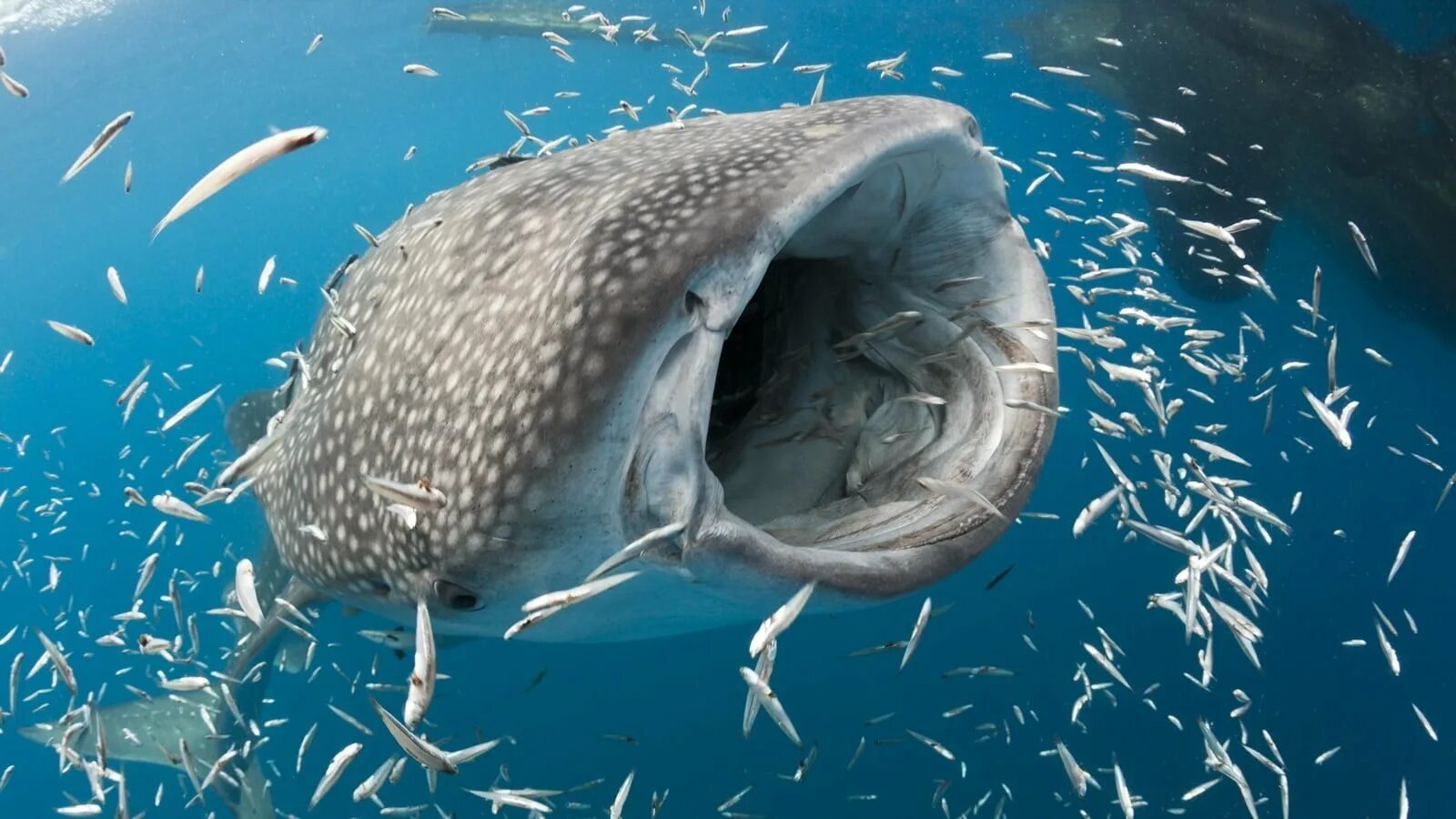 Fish may be