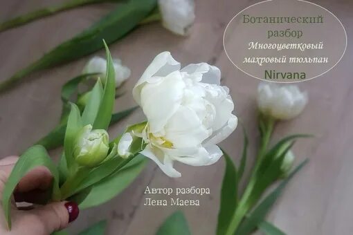 Тюльпан разбор 1. Ботанический разбор тюльпана. Махровый тюльпан из фоамирана. Разбор махрового тюльпана. Махровый тюльпан разбор цветка.