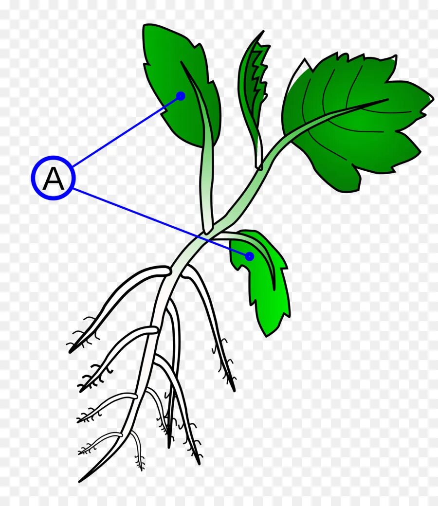 Строение цветкового растения корень стебель лист цветок. Monocotyledon стебель. цветок стебель корень. корень стебель лист. черешок у цветка.