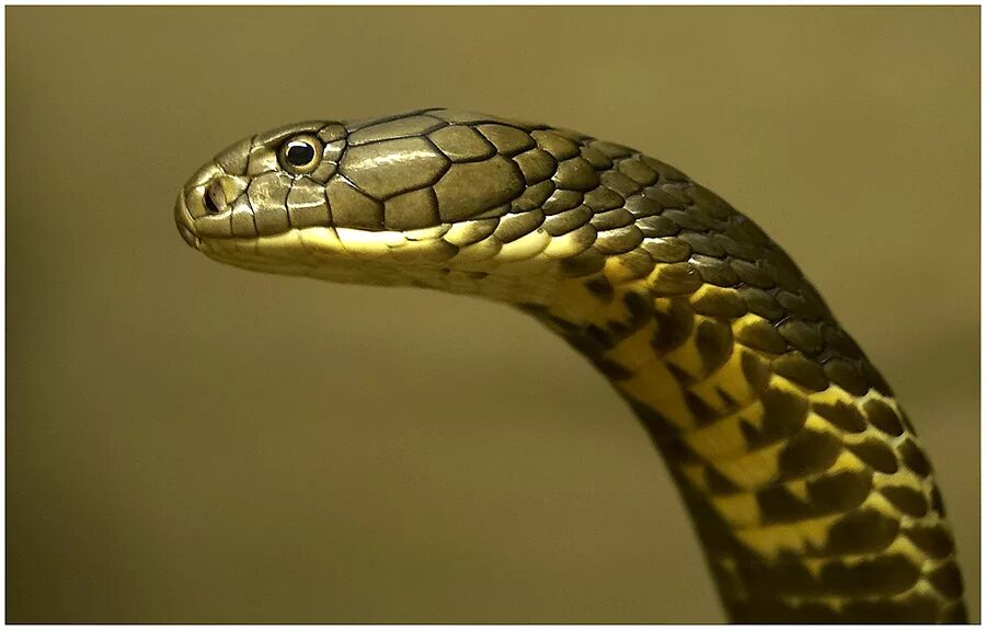 King Cobra: The Majestic Venomous Snake