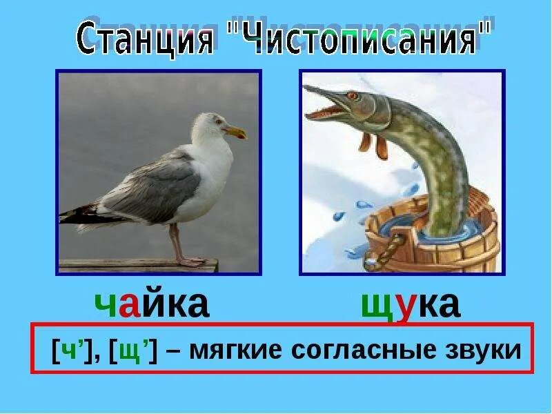 Слово щука мягкий звук