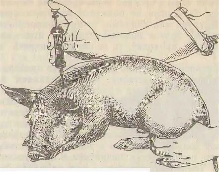 Инъекции свинье. Укол поросенку внутримышечно. Внутримышечный укол поросятам. Подкожная инъекция свинье.